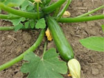 Courgette : semis, plantation et culture