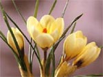 Crocus 'Cream Beauty'