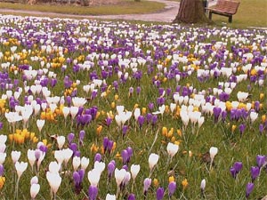Crocus naturalis&eacute;s sur une pelouse