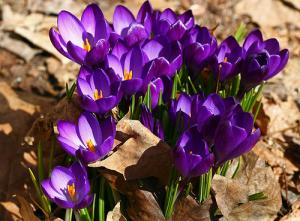 Crocus violet