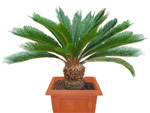 Cyca revoluta