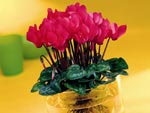 Mini-cyclamens racines nues : quel d�cor !