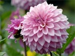 La plantation des dahlias