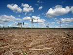 La d�forestation, une menace pour l'homme et la plan�te