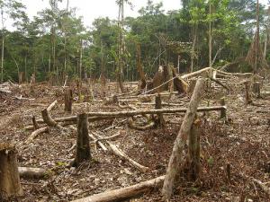 Déforestation en Amazonie