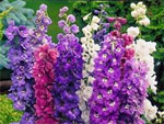 Delphiniums