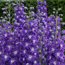 Delphiniums