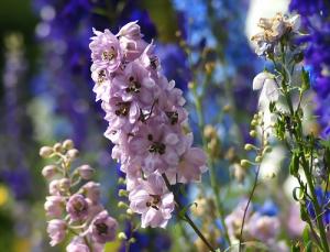 Delphinium grandiflorum