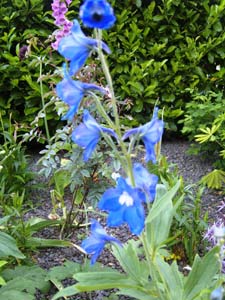 Delphinium New Millenium