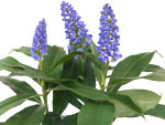 Nouveaut� : le Dichorisandra thyrsiflora Blue Bamboo