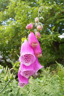 Digitale - digitalis purpurea