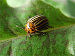 Moins d'insectes parasites sur les cultures bio