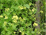 Semer de l'engrais vert