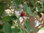 Feijoa