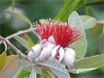 Fleurs de feijoa ou goyavier d
