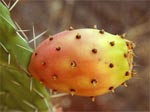 Fruitiers m�diterran�ens