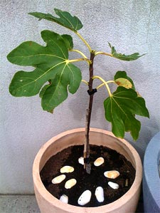 Figuier en pot