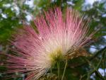 Albizia