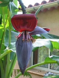 Fleur de bananier (C&ocirc;te d'Azur)