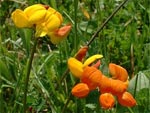 Belles sauvageonnes : red�couvrez les fleurs sauvages