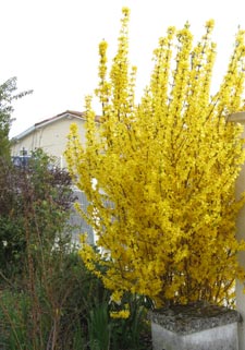 Arbustes à floraison hivernale