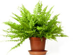 Nephrolepis exaltata - Foug�re