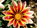 Des plantes �conomes en eau