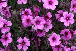 Geranium maderense, esp&egrave;ce disparue dans la nature