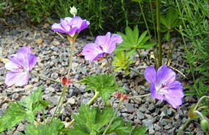 Géranium Rozanne