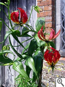 Gloriosa rothschildiana