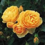 David Austin : les plus beaux rosiers