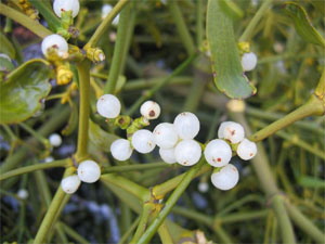Gui (d&eacute;tail des fruits)