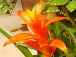 Guzmania