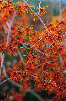 Hamamelis Aphrodite