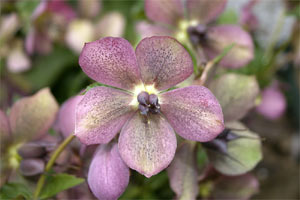 Hellébore - helleborus niger