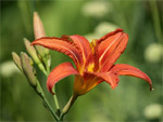 tarif des fleurs comestibles