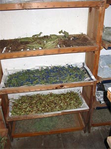 S&eacute;chage d'herbes au Tibet