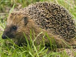 Un h�risson dans mon jardin
