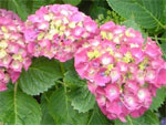 Hortensia
