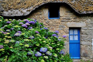 http://media.gerbeaud.net/2010/hortensia-bleu-chaumiere.jpg