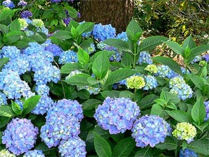 Hortensia bleu - hydrangea macrophylla
