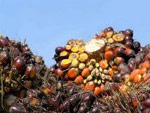 L'huile de palme, un fl�au