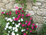 Les fleurs estivales de l'ombre