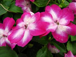 Impatiens walleriana