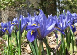 Iris reticulata 'Cantab'