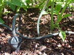 Arrosage goutte � goutte Iriso