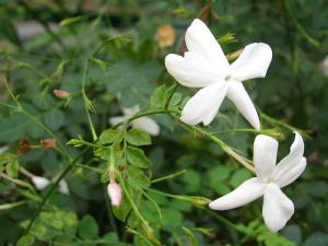 Jasmin officinal