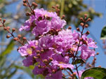 Lagerstroemia ou lilas des Indes