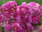 Lagerstroemia ou Lilas des Indes : de nouveaux hybrides � d�couvrir
