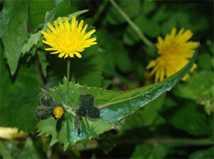 Laiteron mara&icirc;cher - Sonchus oleraceus
